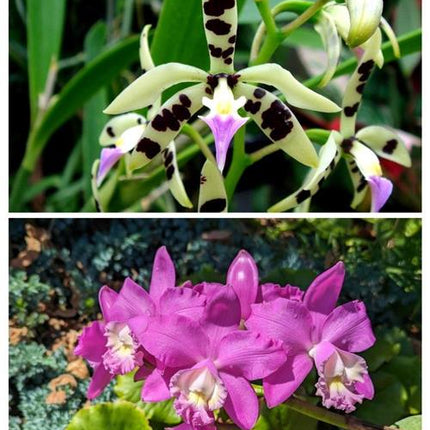 Cattleya harrisoniana x Panarica prismatocarpa