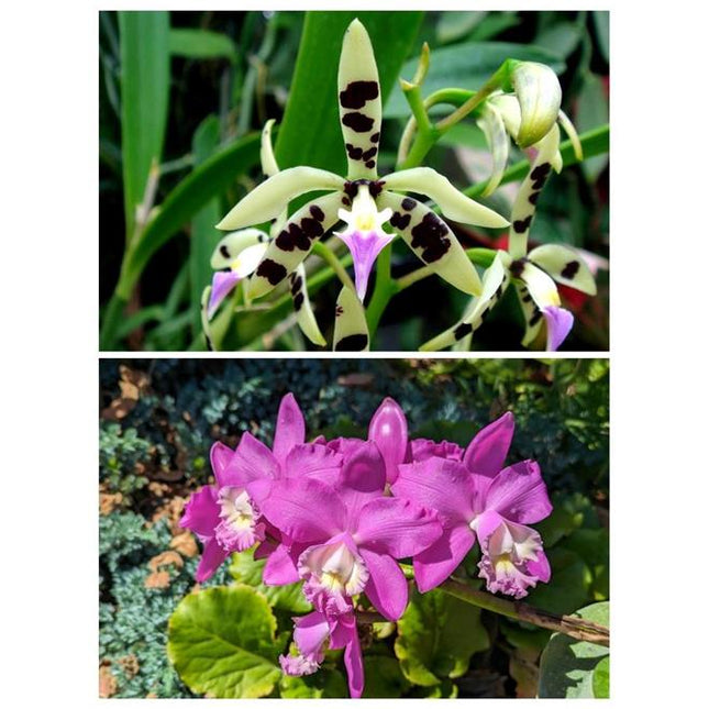 Cattleya harrisoniana x Panarica prismatocarpa - Orchids for the People