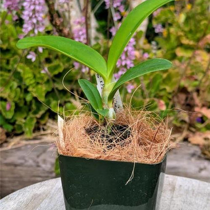 Cattleya harrisoniana x Panarica prismatocarpa