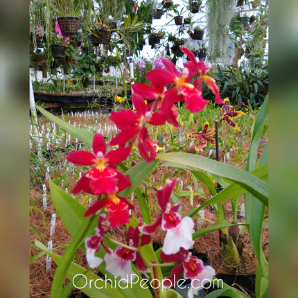 Oncidium Hybrid Special