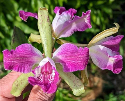 Cattleya (Interglossa x Interceps) - Orchids for the People
