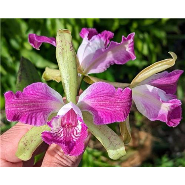 Cattleya (Interglossa x Interceps) - Orchids for the People