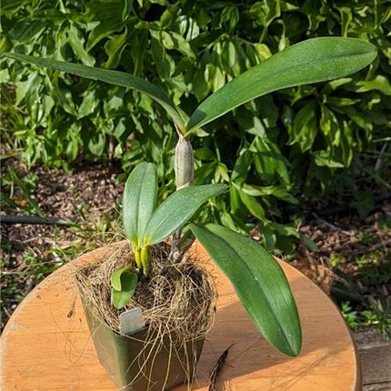 Cattleya (Interglossa x Interceps)