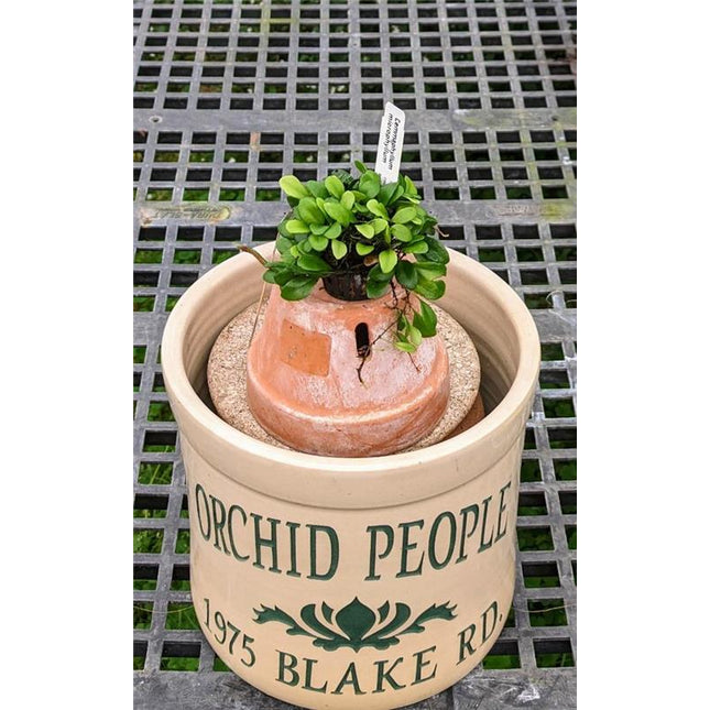 Lemmaphyllum microphyllum Fern - Orchids for the People