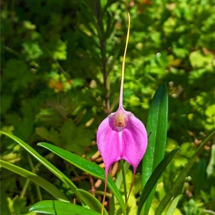 Masdevallia Fuschia Dawn 'Light Pink' - Orchids for the People