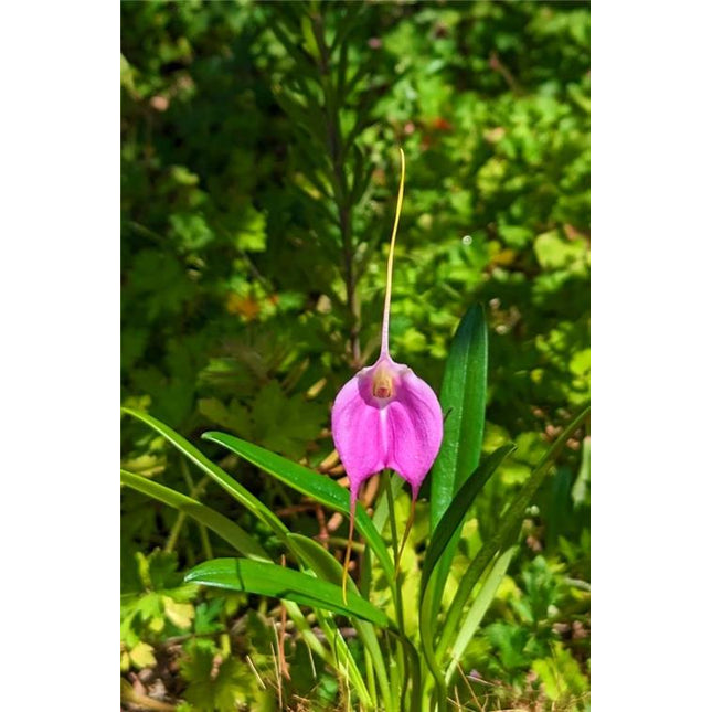 Masdevallia Fuschia Dawn 'Light Pink' - Orchids for the People