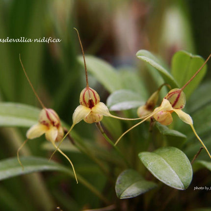 Masdevallia nidifica - Orchids for the People