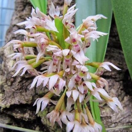 Maxillaria densa - Orchids for the People