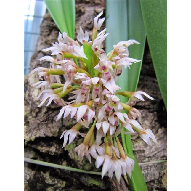 Maxillaria densa - Orchids for the People