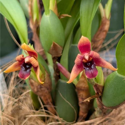 Maxillaria variabilis Red Form