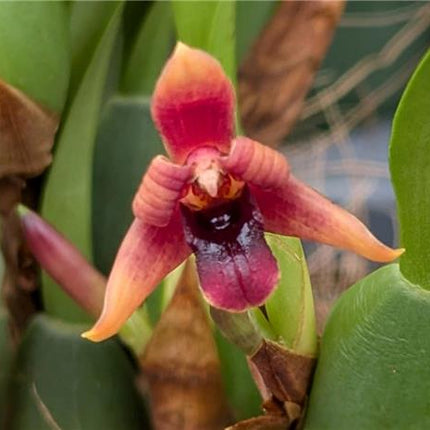 Maxillaria variabilis Red Form