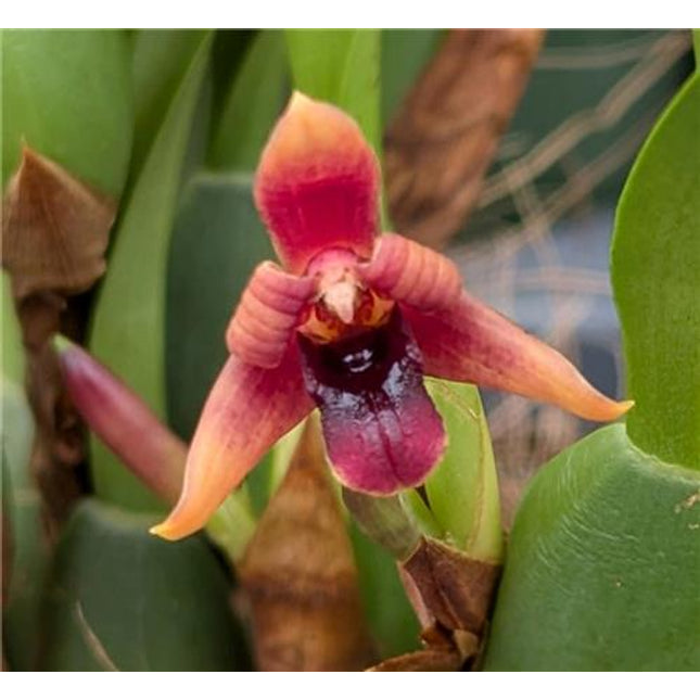 Maxillaria variabilis Red Form - Orchids for the People