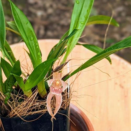 Maxillaria pulla - Orchids for the People