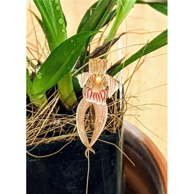 Maxillaria pulla - Orchids for the People