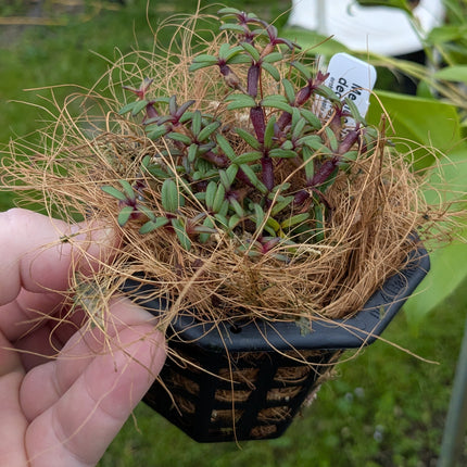 Mediocalcar decoratum