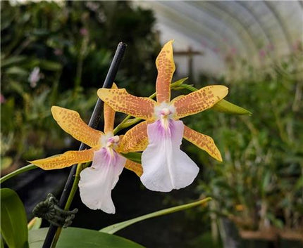 Miltonia Hybrid (new!)