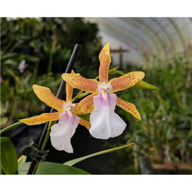 Miltonia Hybrid (010692 & 010695) - Orchids for the People