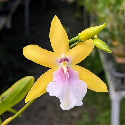 Miltonia Hybrid (new!)