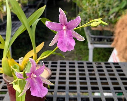 Miltonia Hybrid (new!)