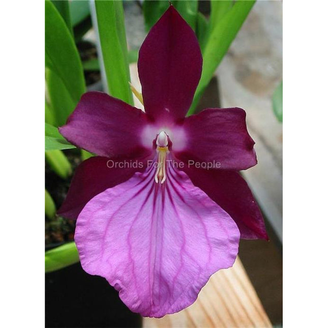 Miltonia spectabilis v Moreliana - Orchids for the People