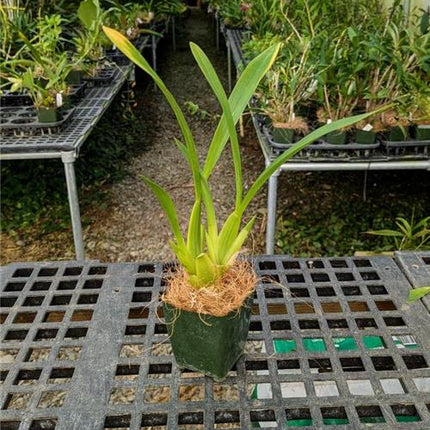 Miltonia spectabilis v Moreliana