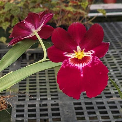 Miltoniopsis Bert Field 'Crimson Glow' - Orchids for the People