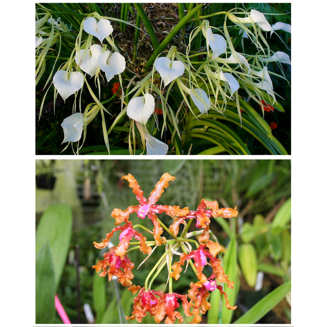 Compot:  Brassavola nodosa x Laelia wallisii - Orchids for the People