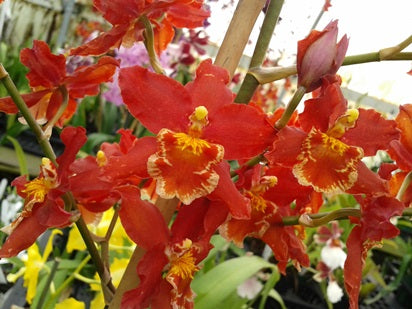 Oncidium Hybrid Special