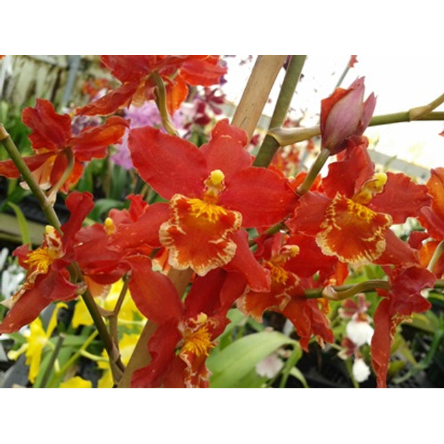 Oncidium Hybrid Special - Orchids for the People