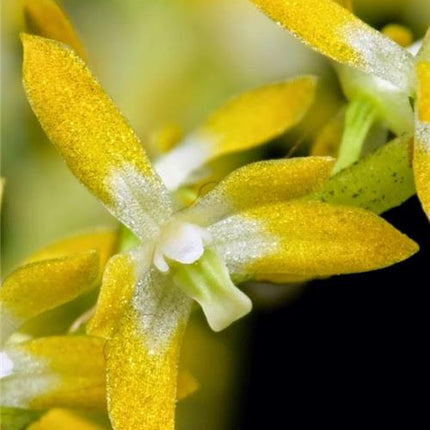 Dendrochilum pallidiflavens