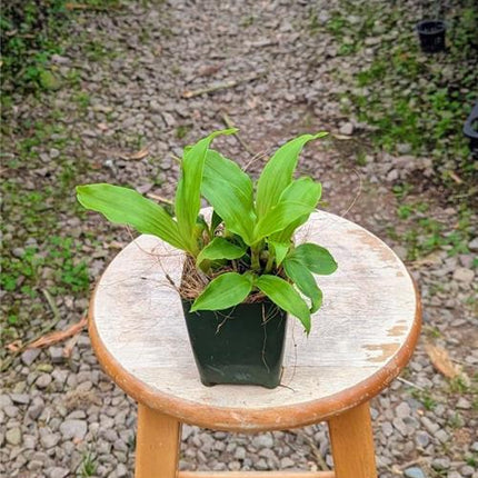 Pholidota chinensis - Orchids for the People