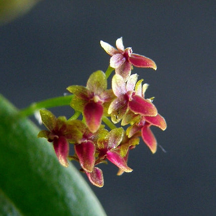 Platystele dasyglossa - Orchids for the People