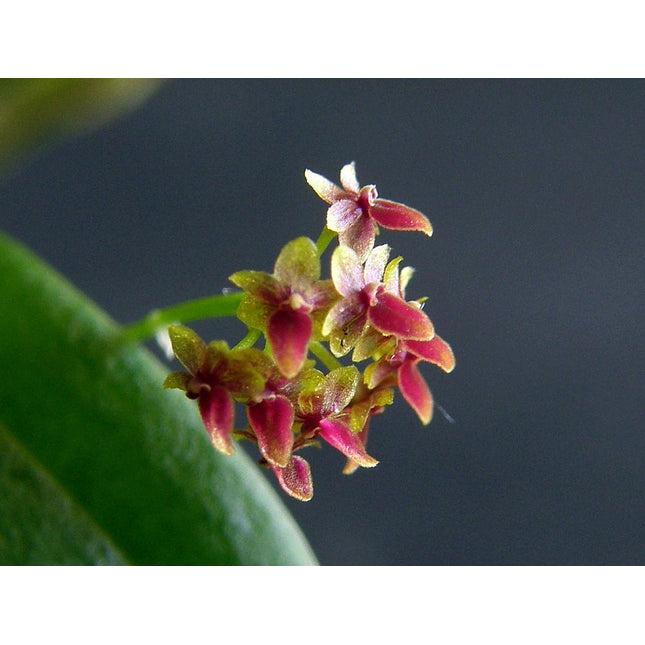 Platystele dasyglossa - Orchids for the People