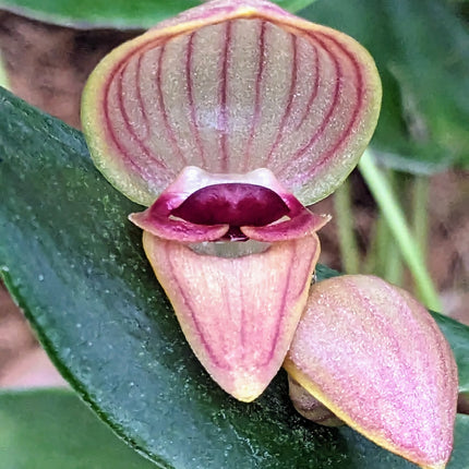Pleurothallis palliolata - Orchids for the People