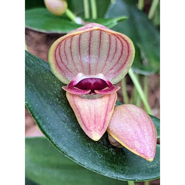 Pleurothallis palliolata - Orchids for the People