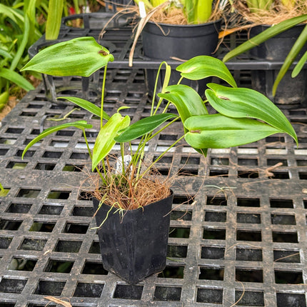 Pleurothallis palliolata