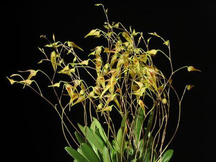 Pleurothallis picta - Orchids for the People