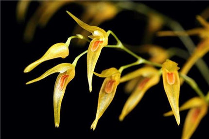 Pleurothallis picta - Orchids for the People