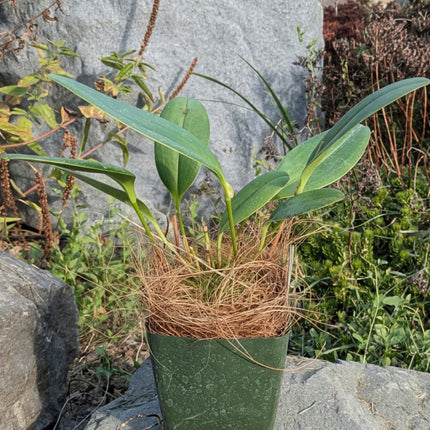 Pleurothallis restrepioides 'Dragonstone' - Orchids for the People