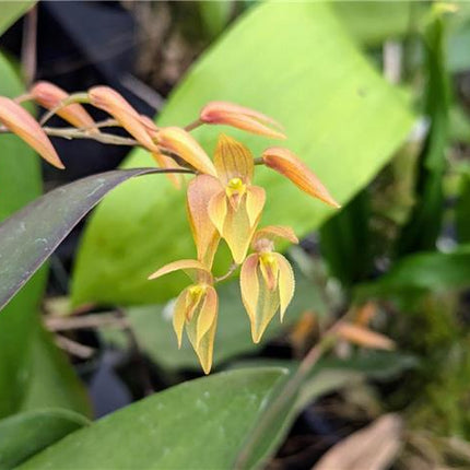 Pleurothallis alvaroi, Yellow Form - Orchids for the People