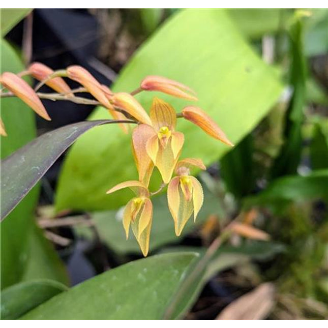 Pleurothallis alvaroi, Yellow Form - Orchids for the People