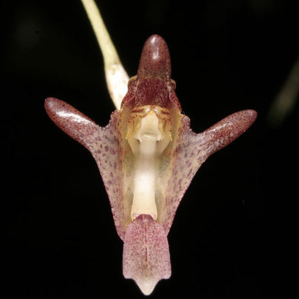 Porroglossum dalstroemii - Orchids for the People