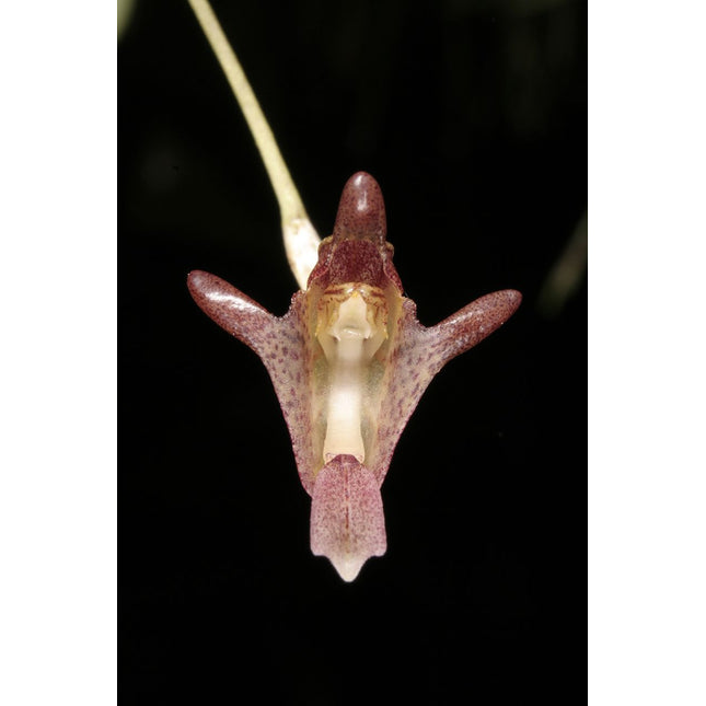 Porroglossum dalstroemii - Orchids for the People