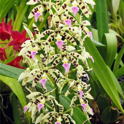 Cattleya harrisoniana x Panarica prismatocarpa