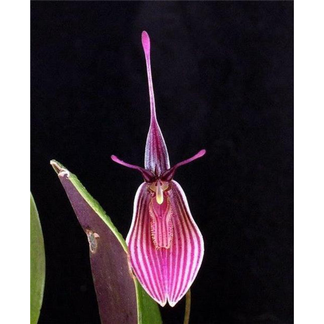 Restrepia purpurea - Orchids for the People