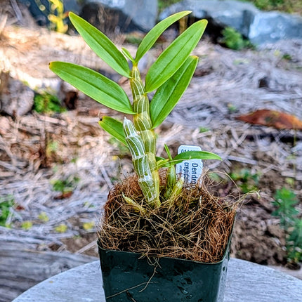 Dendrobium crepidatum v assamicum - Orchids for the People
