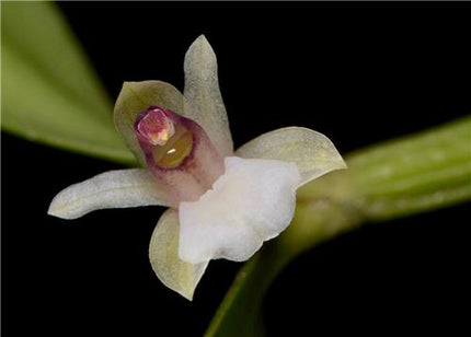 Scaphyglottis prolifera - Orchids for the People
