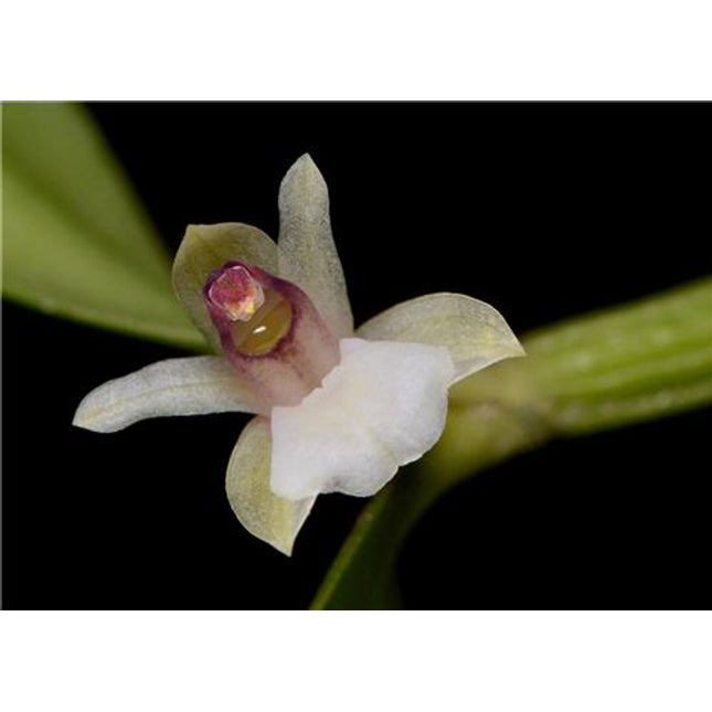 Scaphyglottis prolifera - Orchids for the People
