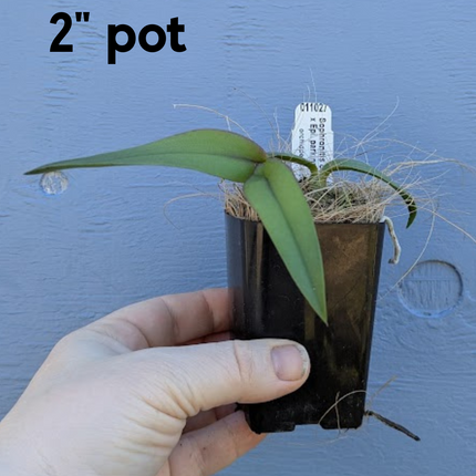 Sophronitis coccinea x Epi parkinsonianum (011027) - Orchids for the People