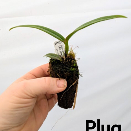 Sophronitis coccinea x Epi parkinsonianum (011027) - Orchids for the People